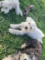 Porkchop, a male Miniature Schnauzer for sale in Benson, MN – Photo 8 of 10