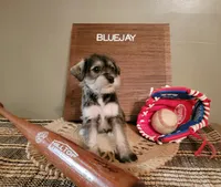 Bluejay, a female Miniature Schnauzer for sale in Benson, MN – Photo 1 of 2