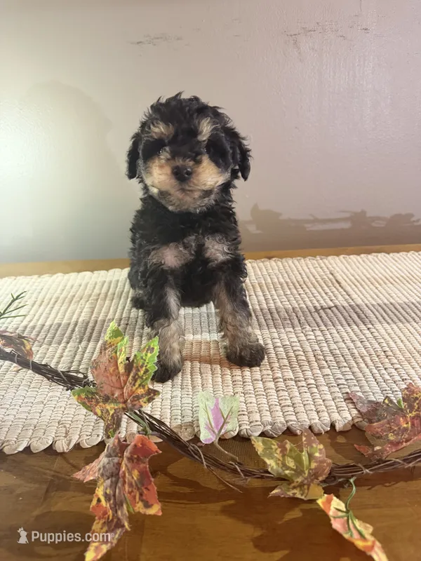 Oscar  – Schnoodle puppy for sale in Benson, MN
