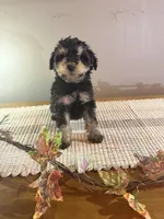 Oscar , a male Schnoodle for sale in Benson, MN – 1 of 2