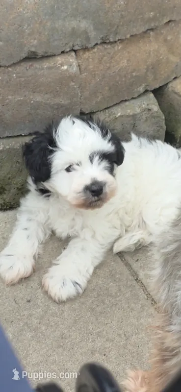 Bramble – Miniature Schnauzer puppy for sale in Benson, MN