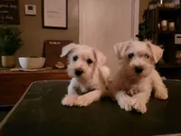 SWEETIE, a female Miniature Schnauzer for sale in Benson, MN – Photo 2 of 7