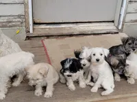 SWEETIE, a female Miniature Schnauzer for sale in Benson, MN – Photo 3 of 7