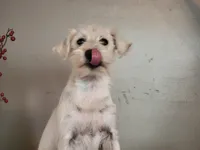 SWEETIE, a female Miniature Schnauzer for sale in Benson, MN – Photo 6 of 7