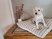 SWEETIE, a female Miniature Schnauzer for sale in Benson, MN – Photo 4 of 7