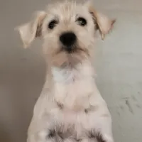 SWEETIE, a female Miniature Schnauzer for sale in Benson, MN – Photo 7 of 7