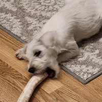 SWEETIE, a female Miniature Schnauzer for sale in Benson, MN – Photo 1 of 7