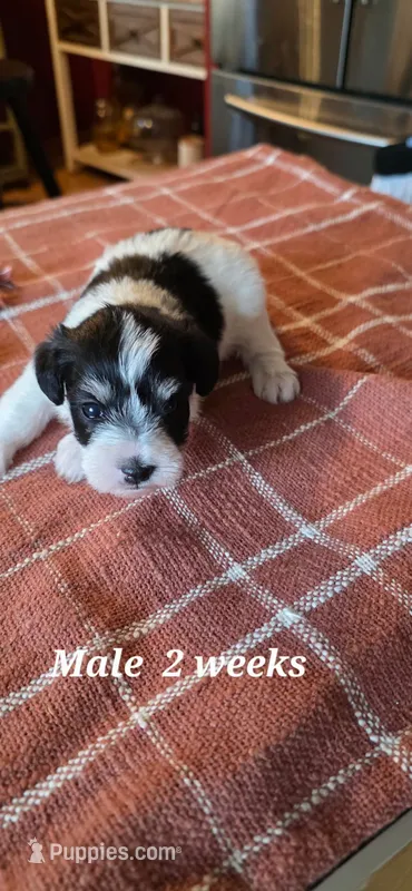 Jack – Miniature Schnauzer puppy for sale in Benson, MN