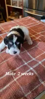 Jack, a male Miniature Schnauzer for sale in Benson, MN – 1 of 1