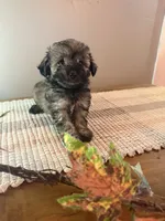 Aspen, a female Schnoodle for sale in Benson, MN – 4 of 4