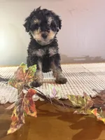 Oscar , a male Schnoodle for sale in Benson, MN – 2 of 2