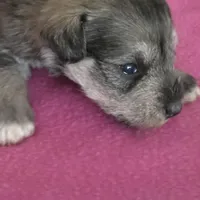 Tulip, a female Miniature Schnauzer for sale in Benson, MN – Photo 2 of 2