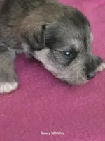 Tulip, a female Miniature Schnauzer for sale in Benson, MN – Photo 2 of 2