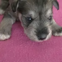 Tulip, a female Miniature Schnauzer for sale in Benson, MN – Photo 1 of 2