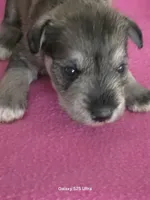 Tulip, a female Miniature Schnauzer for sale in Benson, MN – Photo 1 of 2