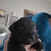 James, a male Miniature Schnauzer for sale in Benson, MN – Photo 2 of 4