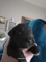 James, a male Miniature Schnauzer for sale in Benson, MN – Photo 2 of 4