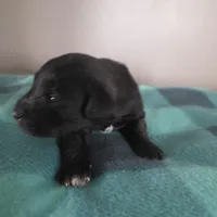 James, a male Miniature Schnauzer for sale in Benson, MN – Photo 3 of 4