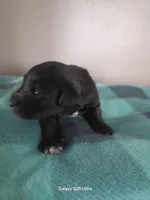 James, a male Miniature Schnauzer for sale in Benson, MN – Photo 3 of 4