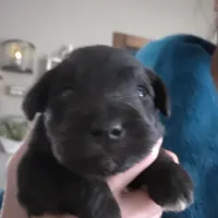 James, a male Miniature Schnauzer for sale in Benson, MN – Photo 1 of 4