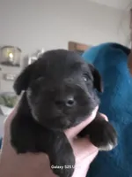 James, a male Miniature Schnauzer for sale in Benson, MN – Photo 1 of 4