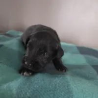 James, a male Miniature Schnauzer for sale in Benson, MN – Photo 4 of 4