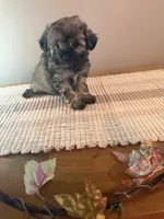 Aspen, a female Schnoodle for sale in Benson, MN – 3 of 4
