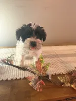 Pebbles, a female Miniature Schnauzer for sale in Benson, MN – 3 of 3