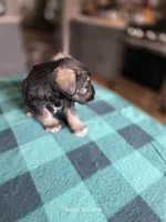 Winston , a male Miniature Schnauzer for sale in Benson, MN – 3 of 7