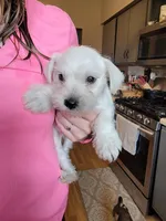 Skipper, a male Miniature Schnauzer for sale in Benson, MN – Photo 6 of 10