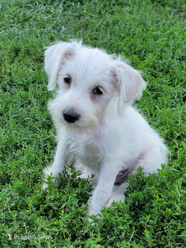 Skipper, a male Miniature Schnauzer for sale in Benson, MN – Photo 1 of 10