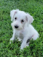 Skipper, a male Miniature Schnauzer for sale in Benson, MN – Photo 1 of 10