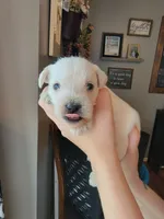 Skipper, a male Miniature Schnauzer for sale in Benson, MN – Photo 5 of 10