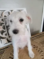 Skipper, a male Miniature Schnauzer for sale in Benson, MN – Photo 2 of 10