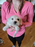 Skipper, a male Miniature Schnauzer for sale in Benson, MN – Photo 4 of 10