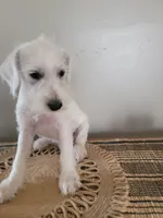 Skipper, a male Miniature Schnauzer for sale in Benson, MN – Photo 9 of 10