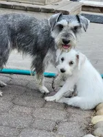 Skipper, a male Miniature Schnauzer for sale in Benson, MN – Photo 10 of 10