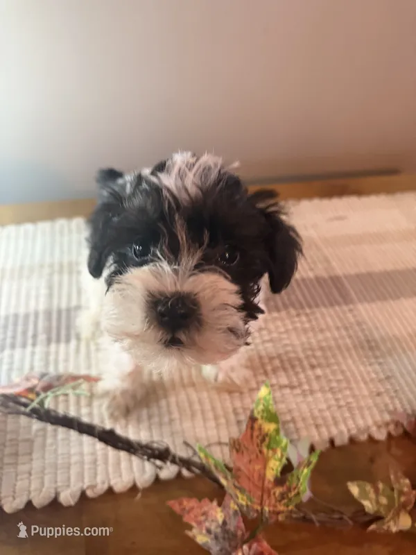 Pebbles – Miniature Schnauzer puppy for sale in Benson, MN