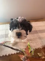 Pebbles, a female Miniature Schnauzer for sale in Benson, MN – 1 of 3