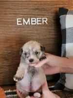 Ember, a female Miniature Schnauzer for sale in Benson, MN – Photo 2 of 3