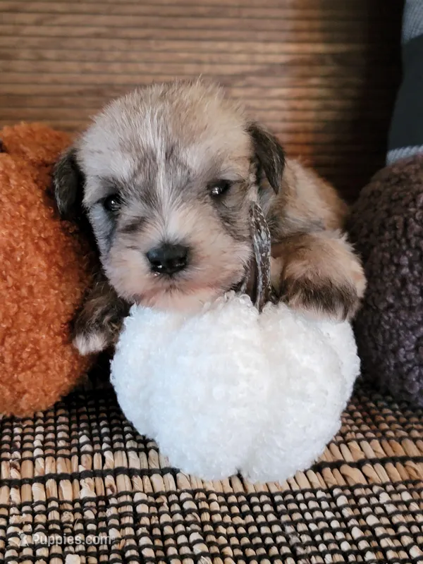 Ember, a female Miniature Schnauzer for sale in Benson, MN – Photo 1 of 3