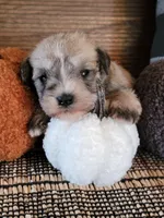Ember, a female Miniature Schnauzer for sale in Benson, MN – Photo 1 of 3