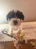 Pebbles, a female Miniature Schnauzer for sale in Benson, MN – 2 of 3