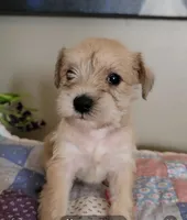 Reeses, a male Miniature Schnauzer for sale in Benson, MN – Photo 1 of 9