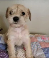 Reeses, a male Miniature Schnauzer for sale in Benson, MN – Photo 2 of 9