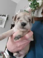 Reeses, a male Miniature Schnauzer for sale in Benson, MN – Photo 3 of 9