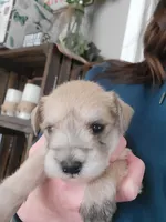 Reeses, a male Miniature Schnauzer for sale in Benson, MN – Photo 4 of 9