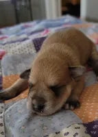 Reeses, a male Miniature Schnauzer for sale in Benson, MN – Photo 7 of 9