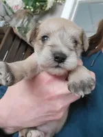 Reeses, a male Miniature Schnauzer for sale in Benson, MN – Photo 6 of 9