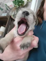 Reeses, a male Miniature Schnauzer for sale in Benson, MN – Photo 5 of 9